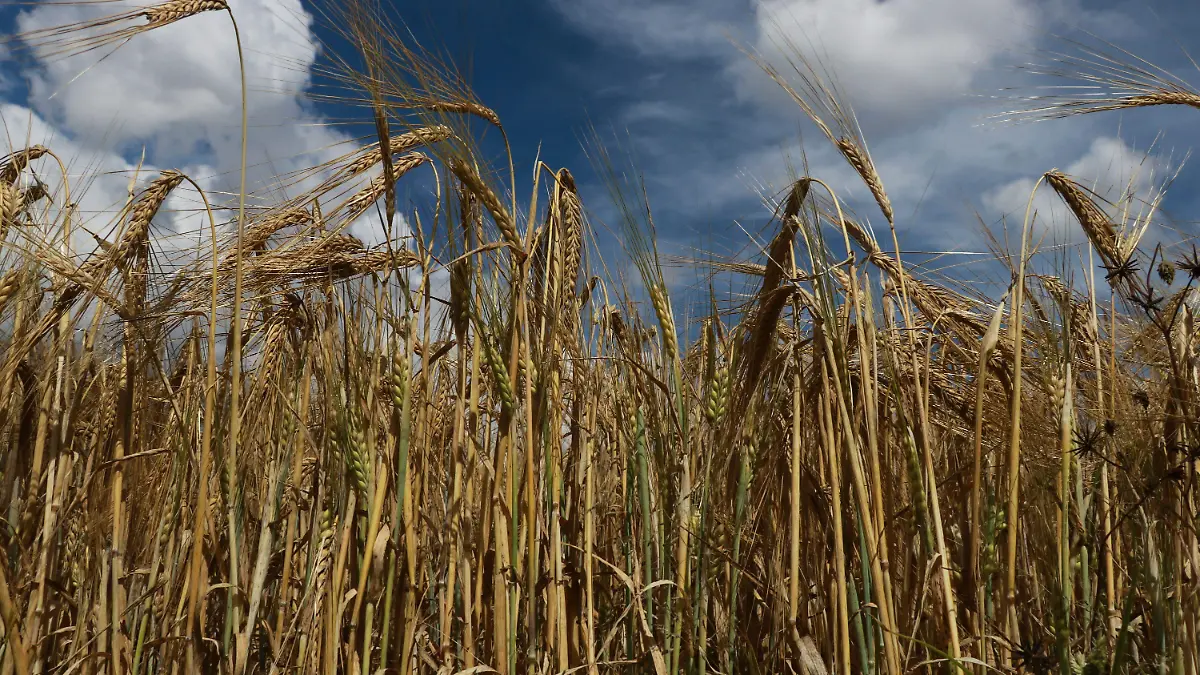 674051_Cebada Tlaxcala_impreso