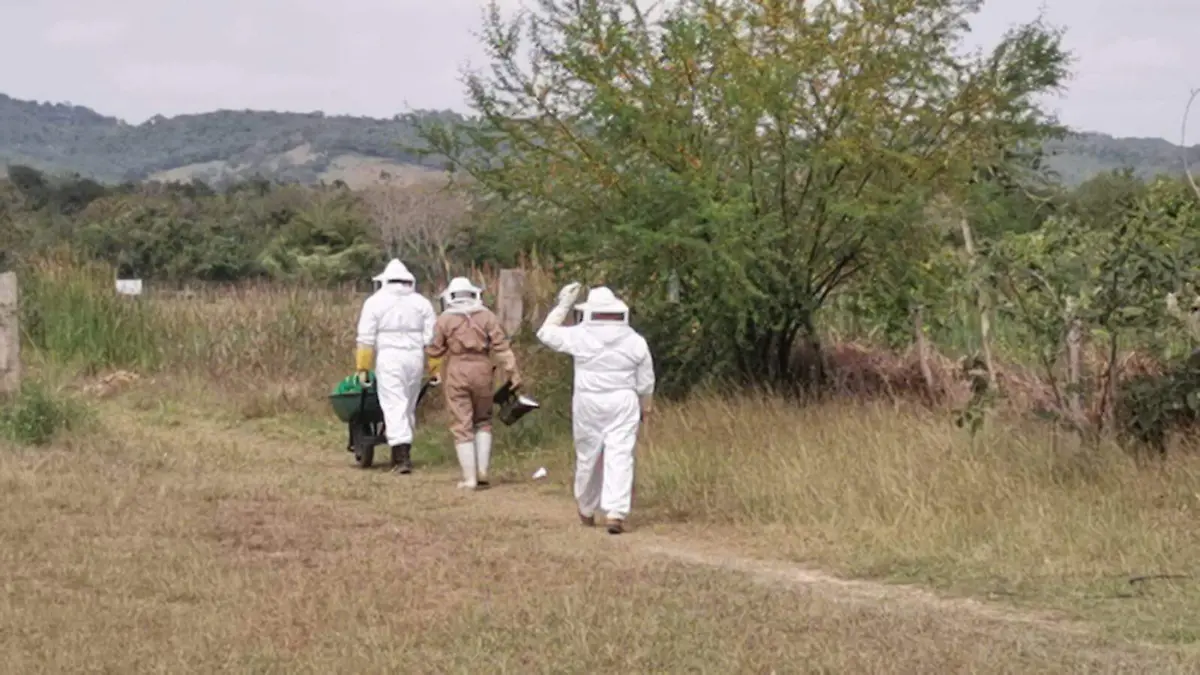 ENJAMBRE ABEJAS 1