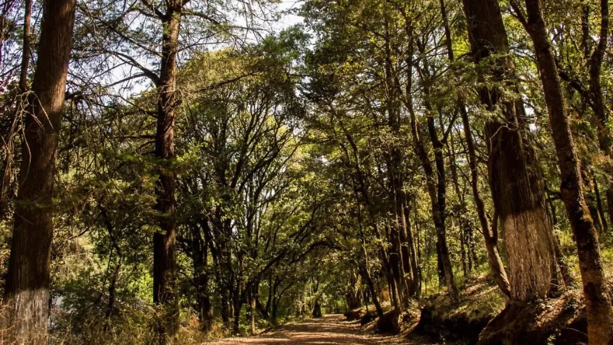 Parque-Estatal-Bosque-El-Hiloche-1024x683