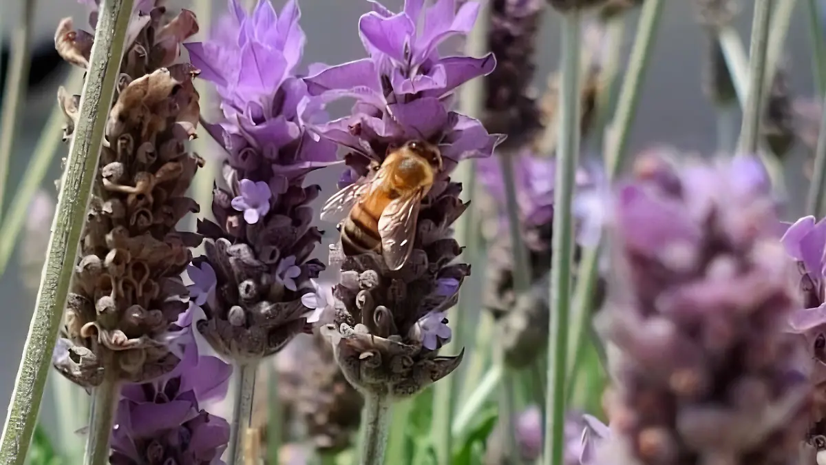 ABEJAS AFRICANAS