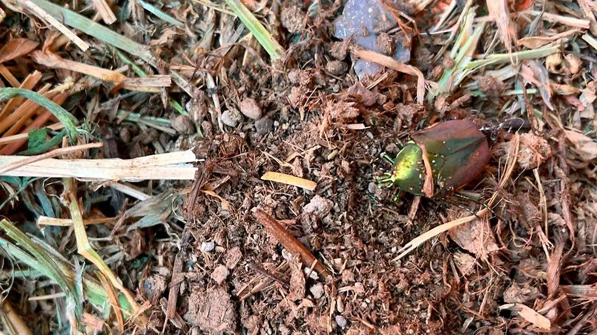 Garambolas