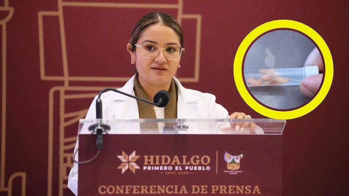 gusano barrenador en hidalgo 7 casos en humanos