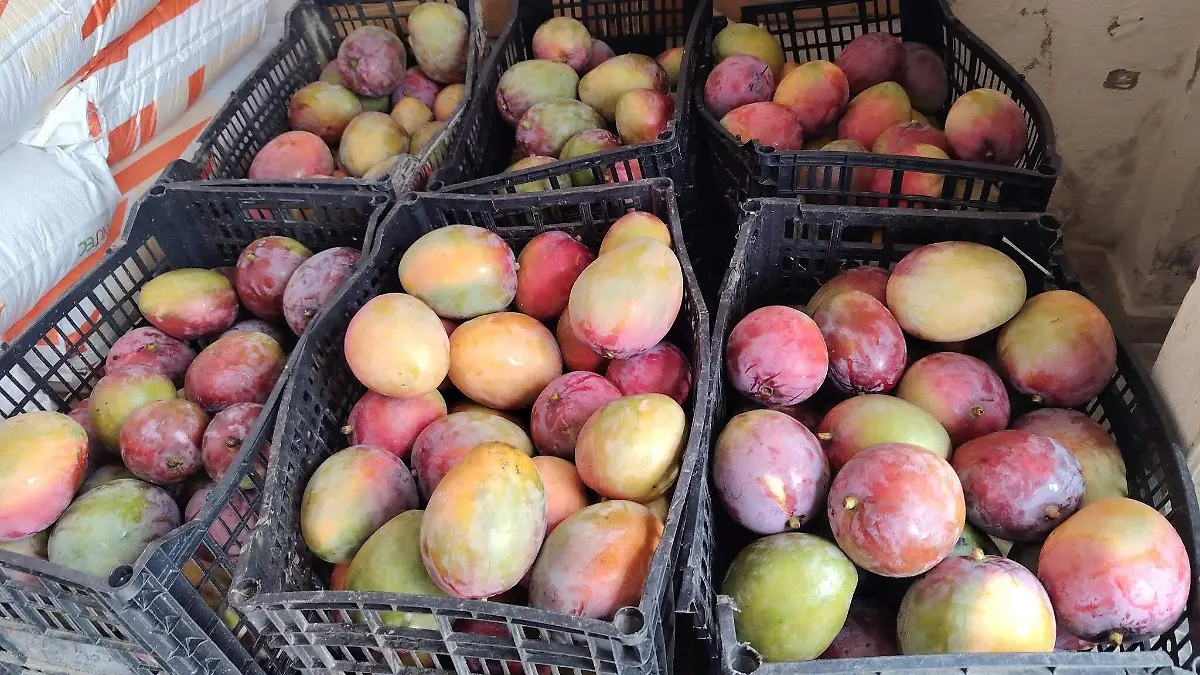 MANGOS HUASTECA 1