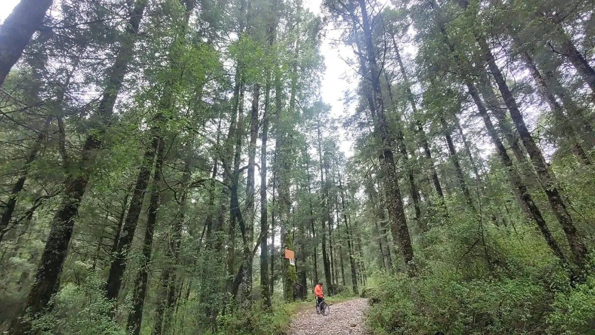BOSQUE