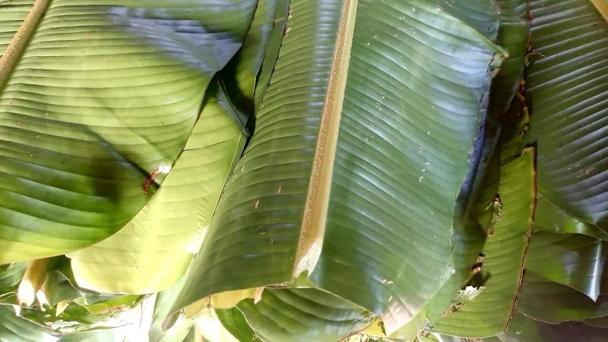 HOJAS PAPATLA 1