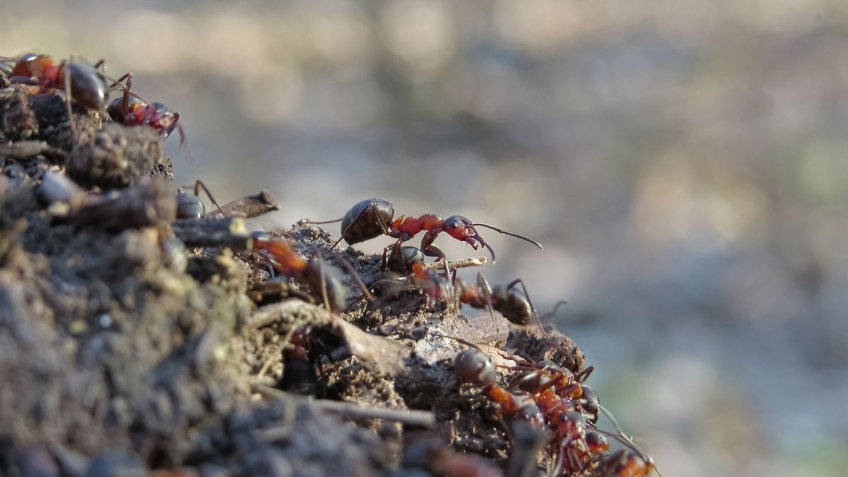 Hormigas en temporada de lluvias: ¿Por qué aparecen más y cómo evitar que entren a tu casa? - El Sol de México