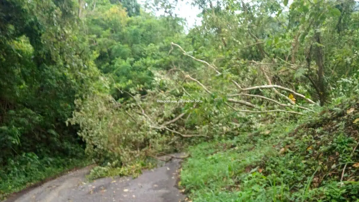 BLOQUEÓ ÁRBOLES 1
