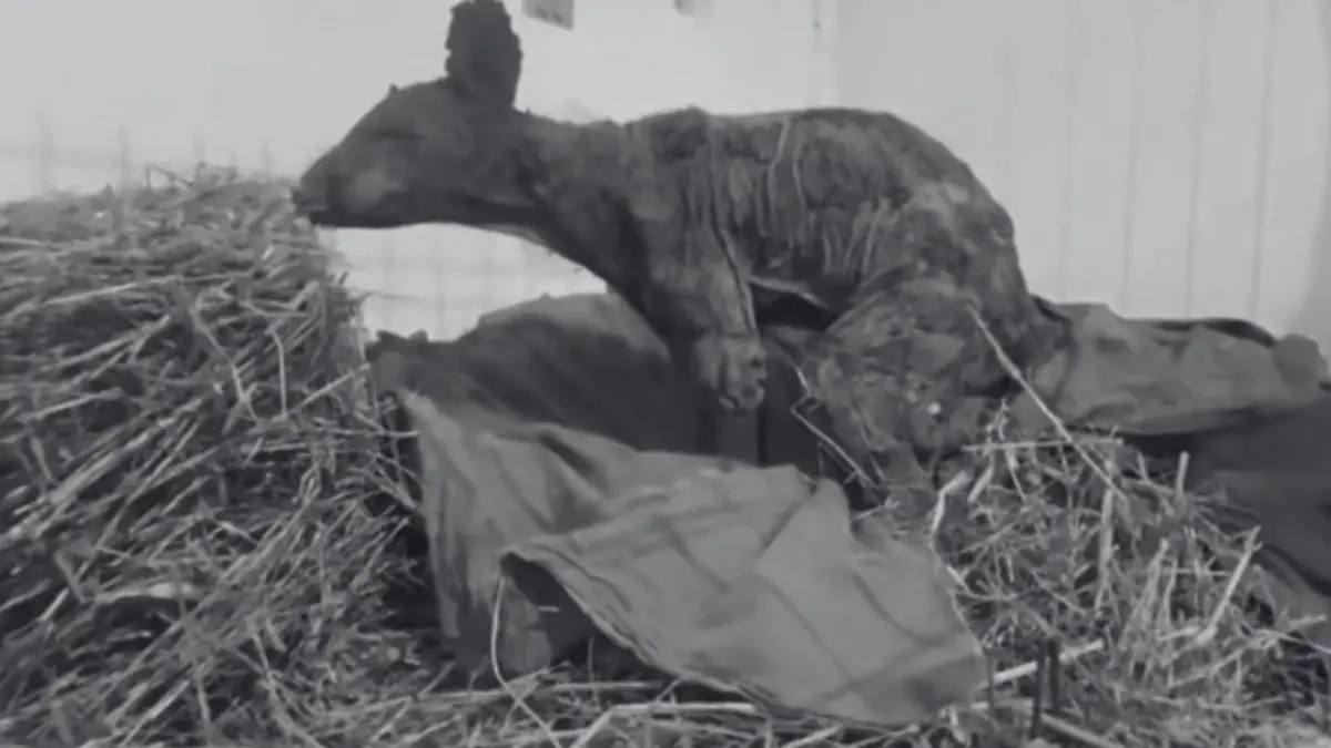 osa mina muere profepa invictus rescate animal