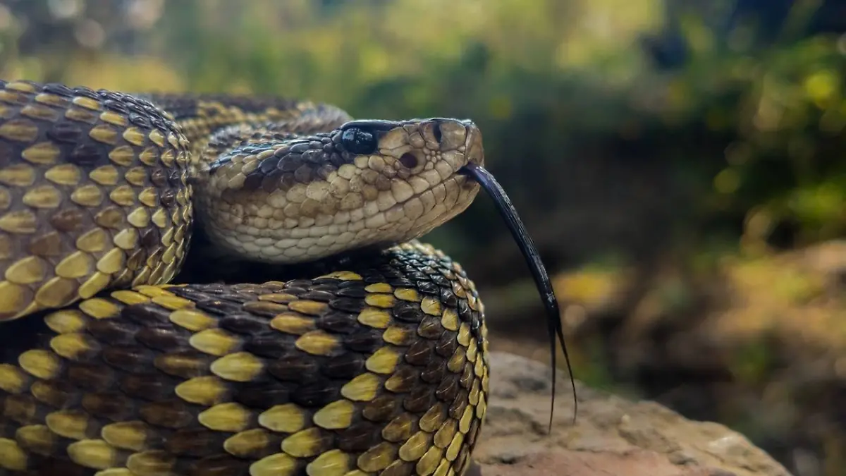 REPTILES