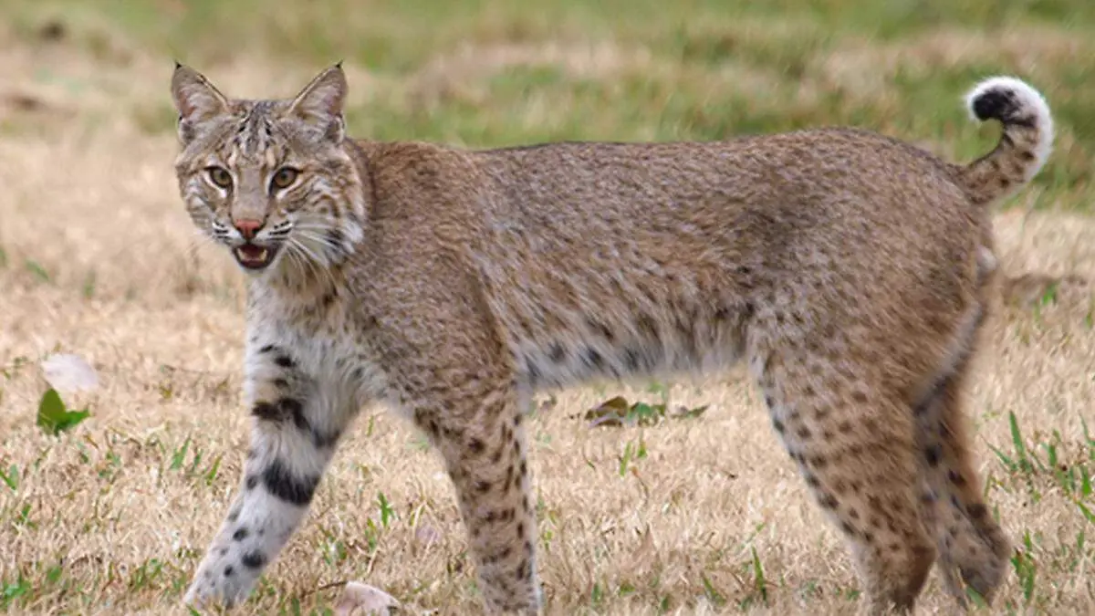 LINCE