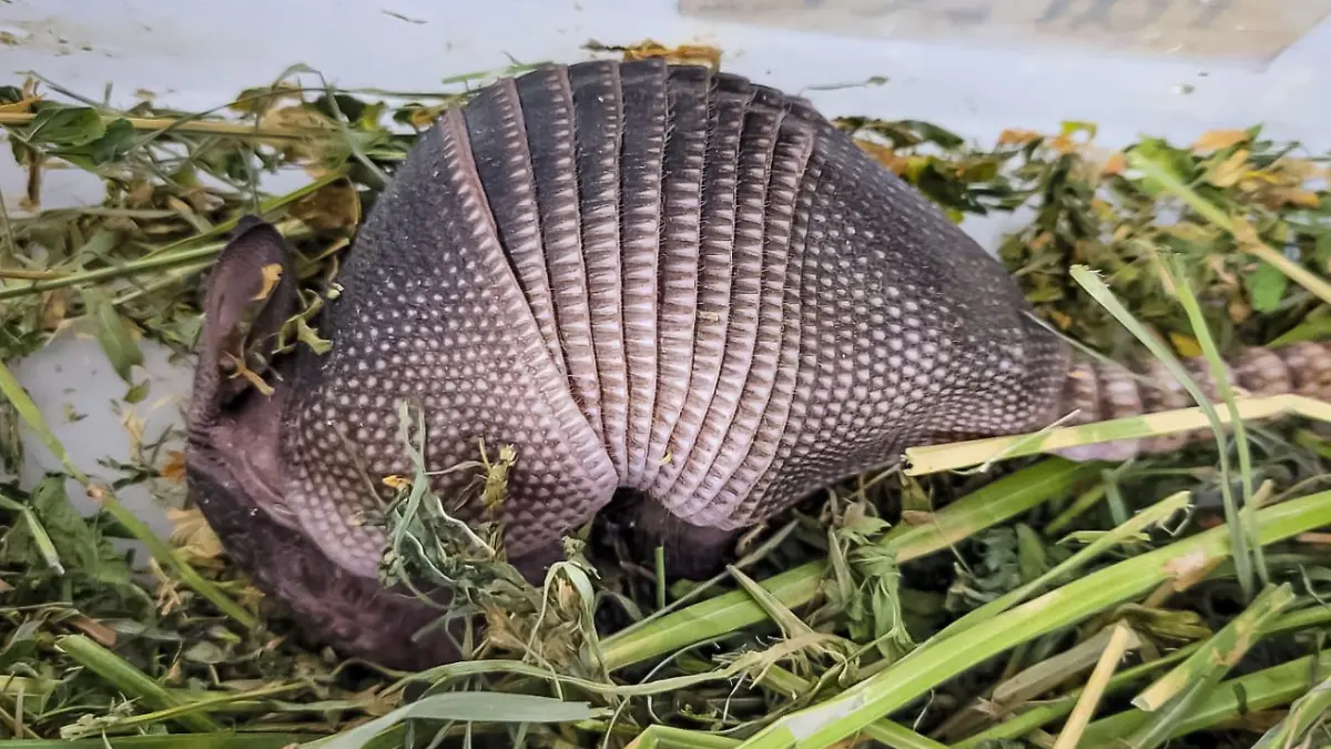 ARMADILLO