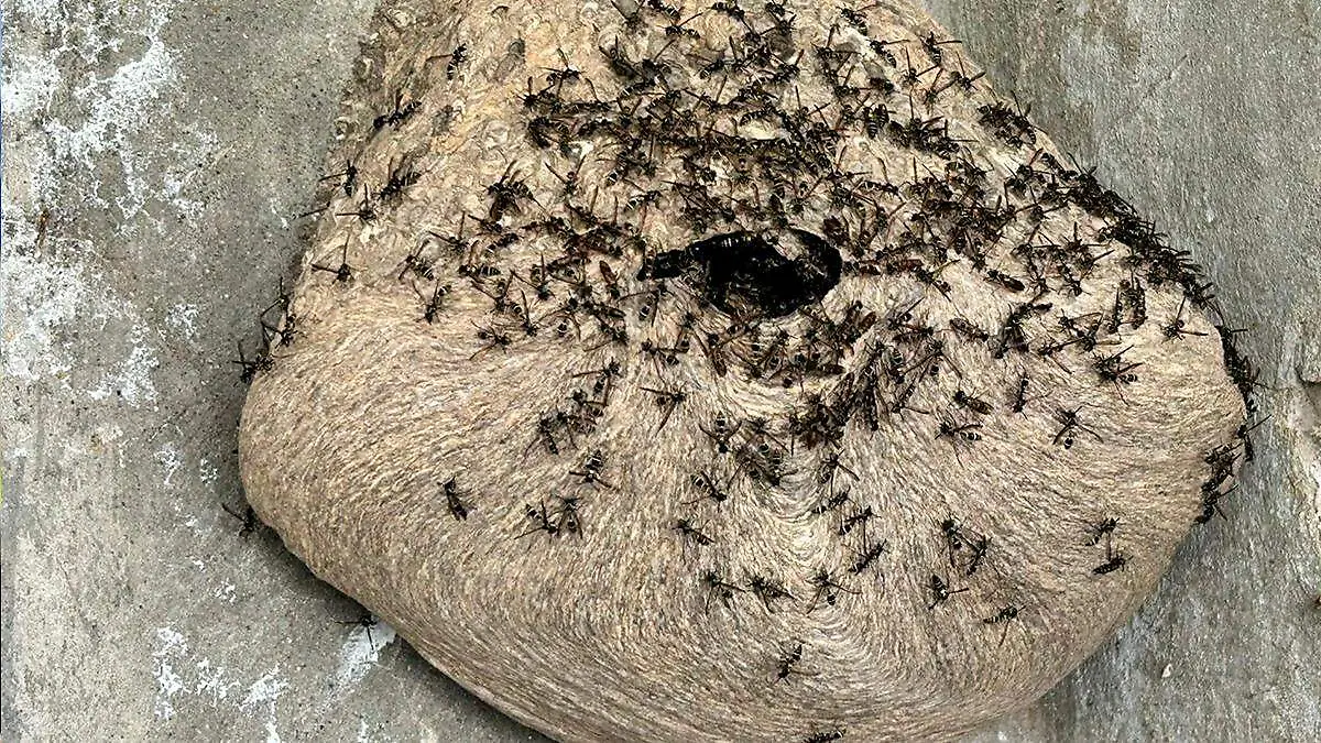 Abejas