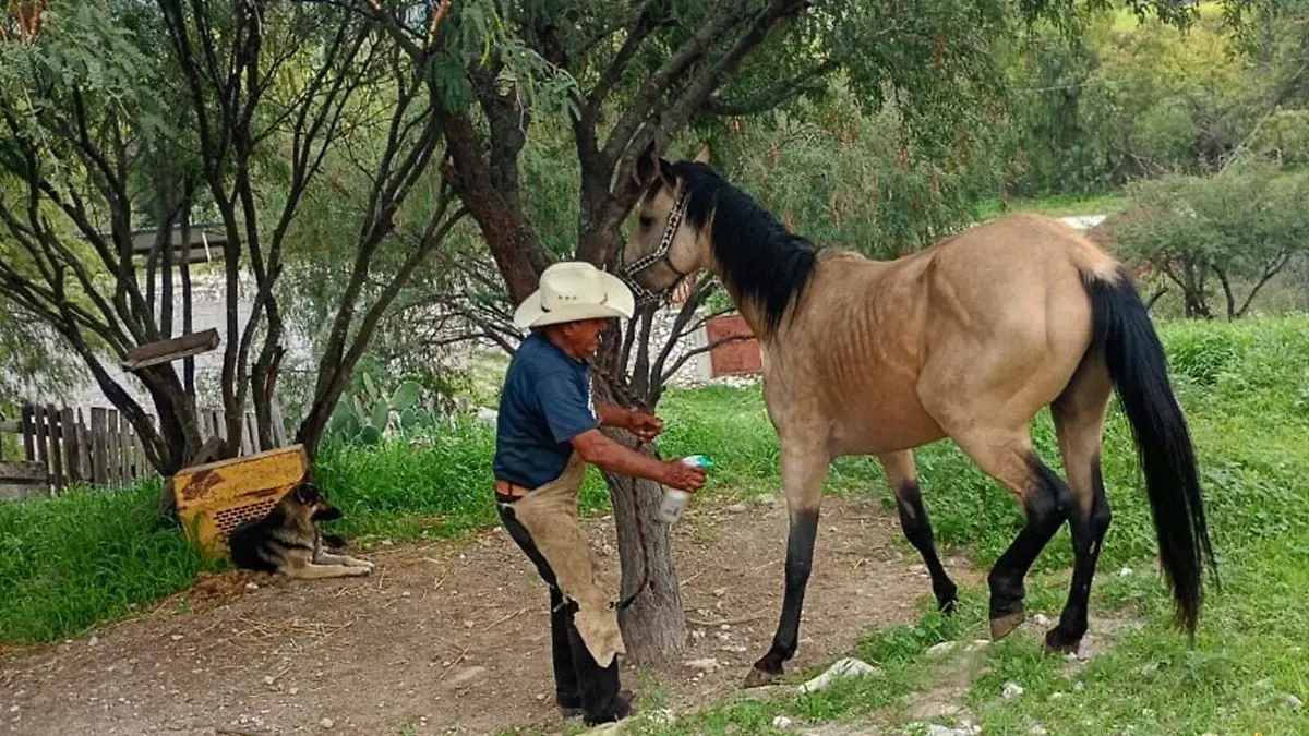 Donvico