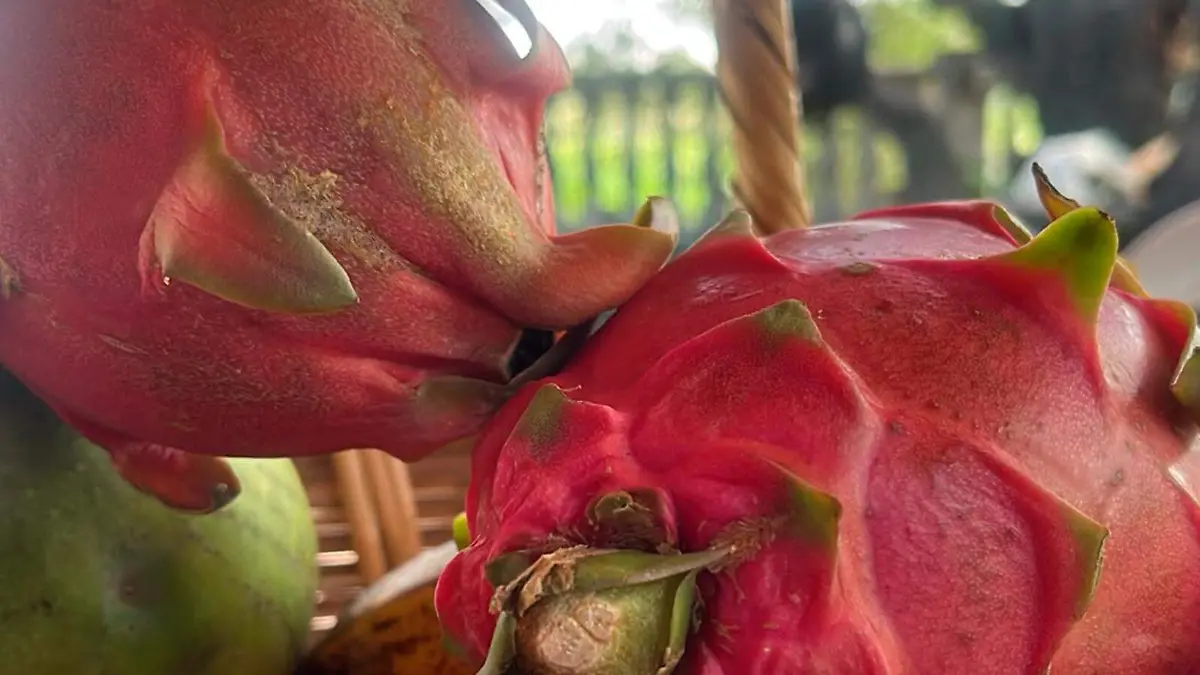 Pitahaya