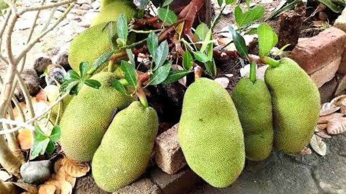 YACA HUASTECA