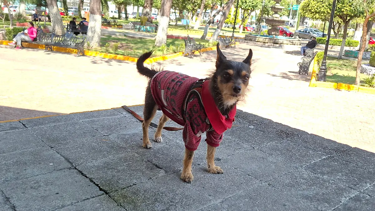 PERROS