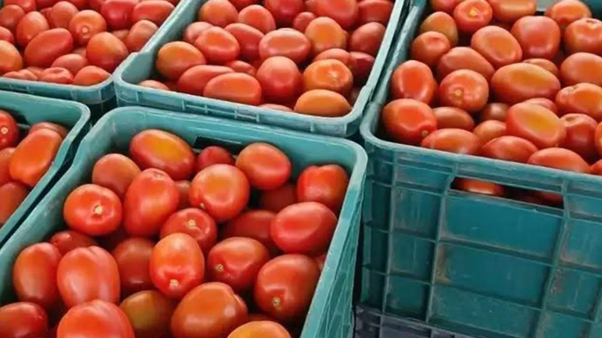 Jitomates