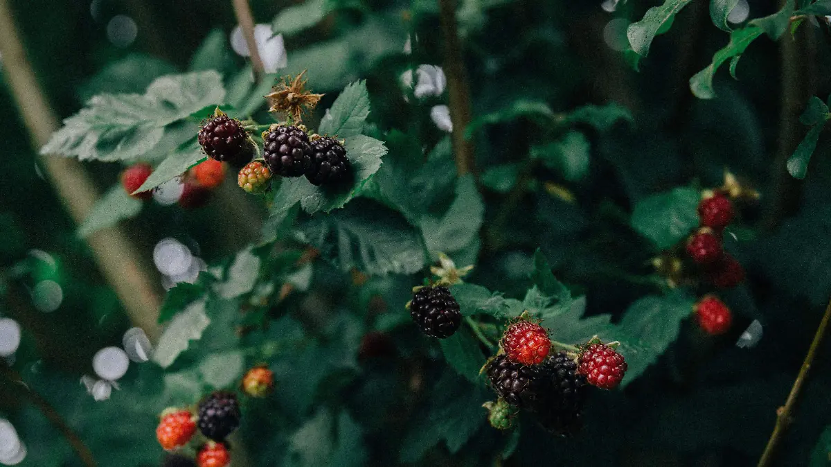 pexels-patricio-nahuelhual-91092568-10791628