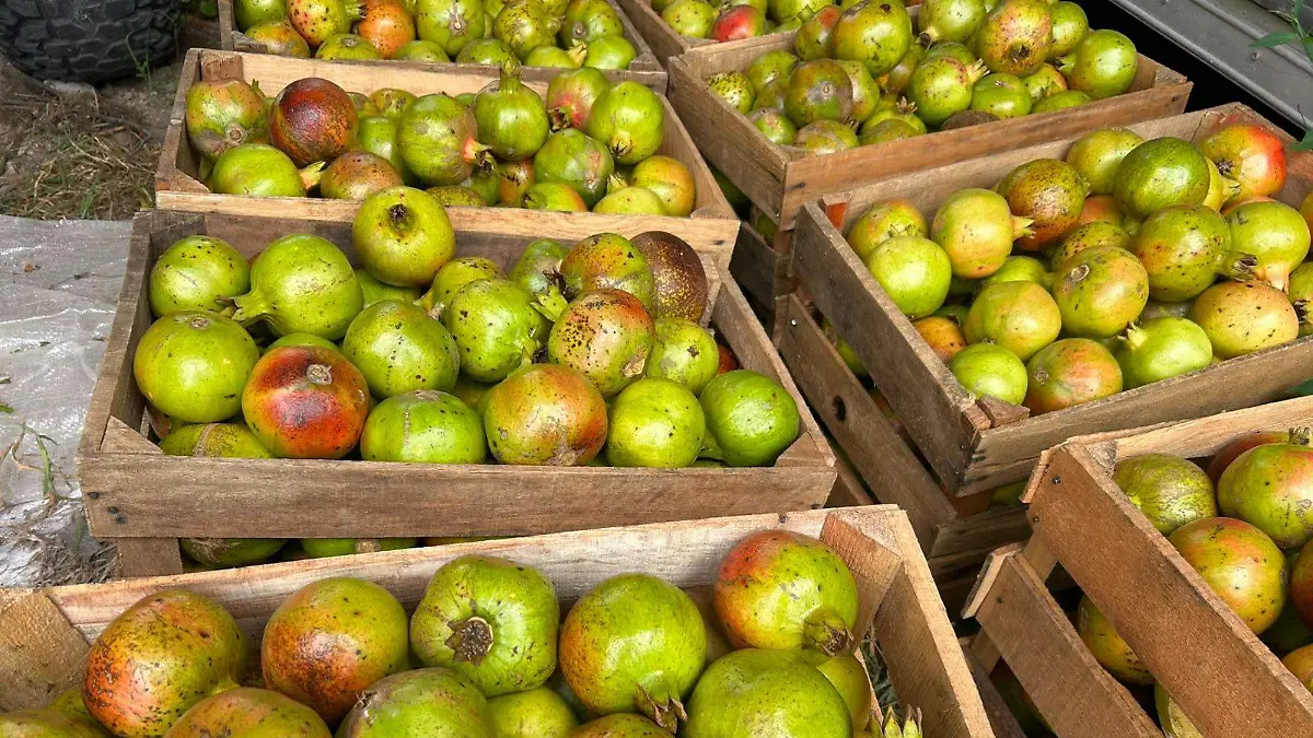GRanadas