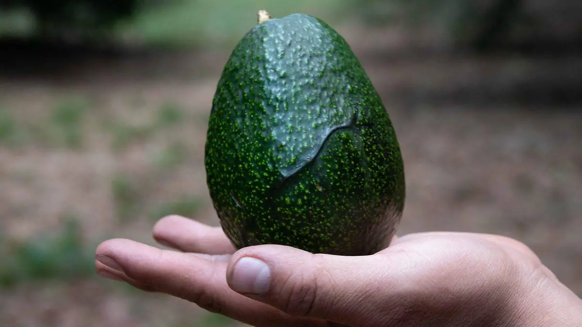 930867_Producción Aguacates-8_web
