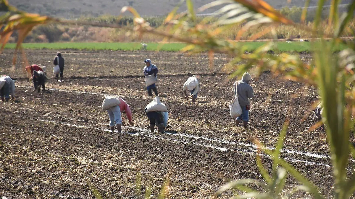 braceros (3)