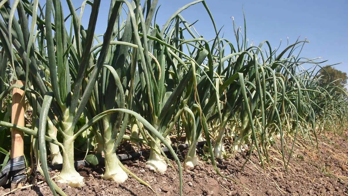 Image 2023-11-10 at 7.41.48 PM (1)