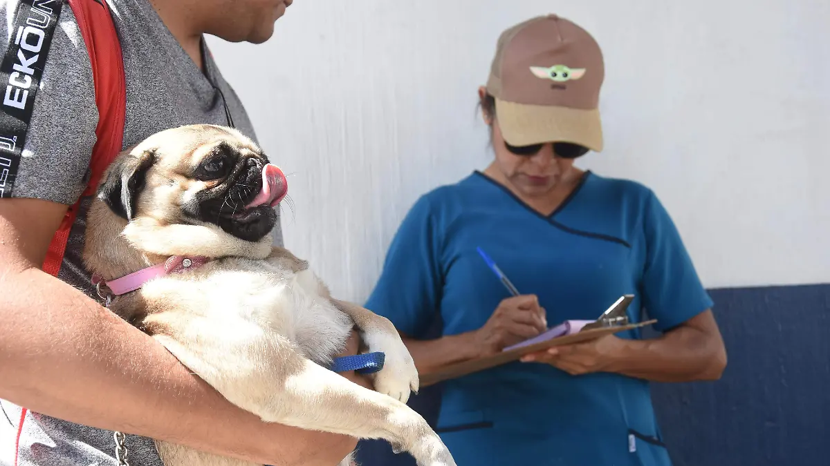 Vacunación antirrábica 