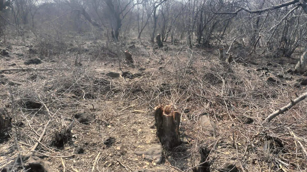 TALA Y QUEMA ILEGAL DE ARBOLES DE SAN CRISTOBAL (3)