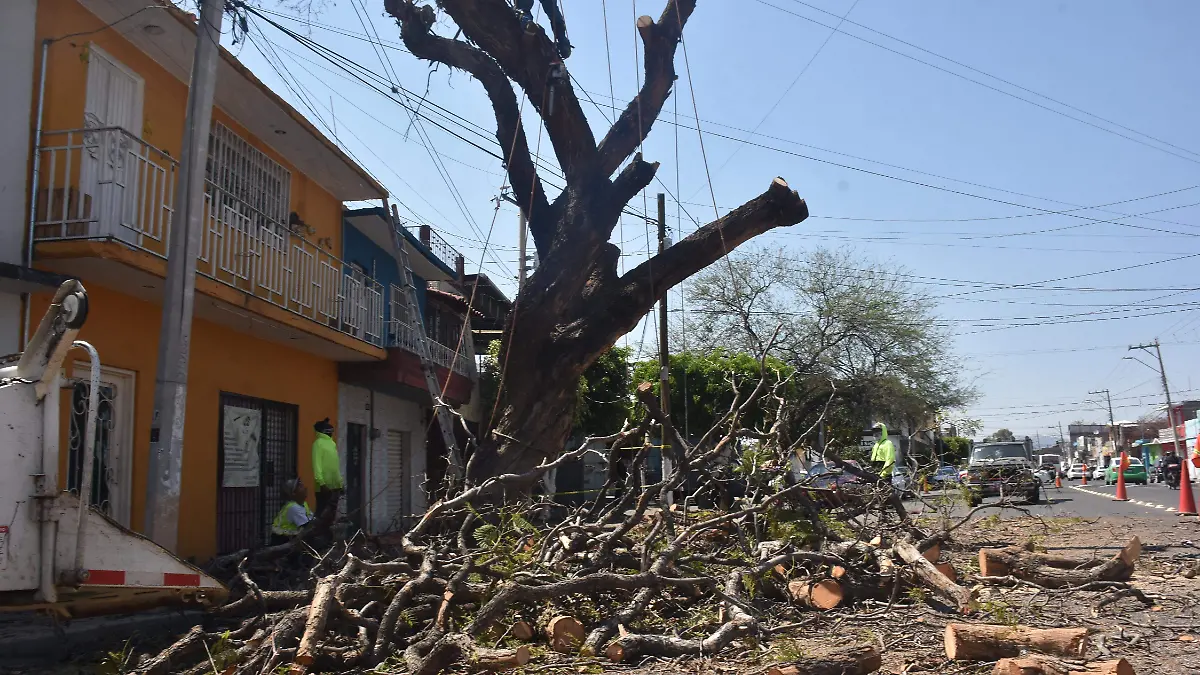 arbol muerto (5)