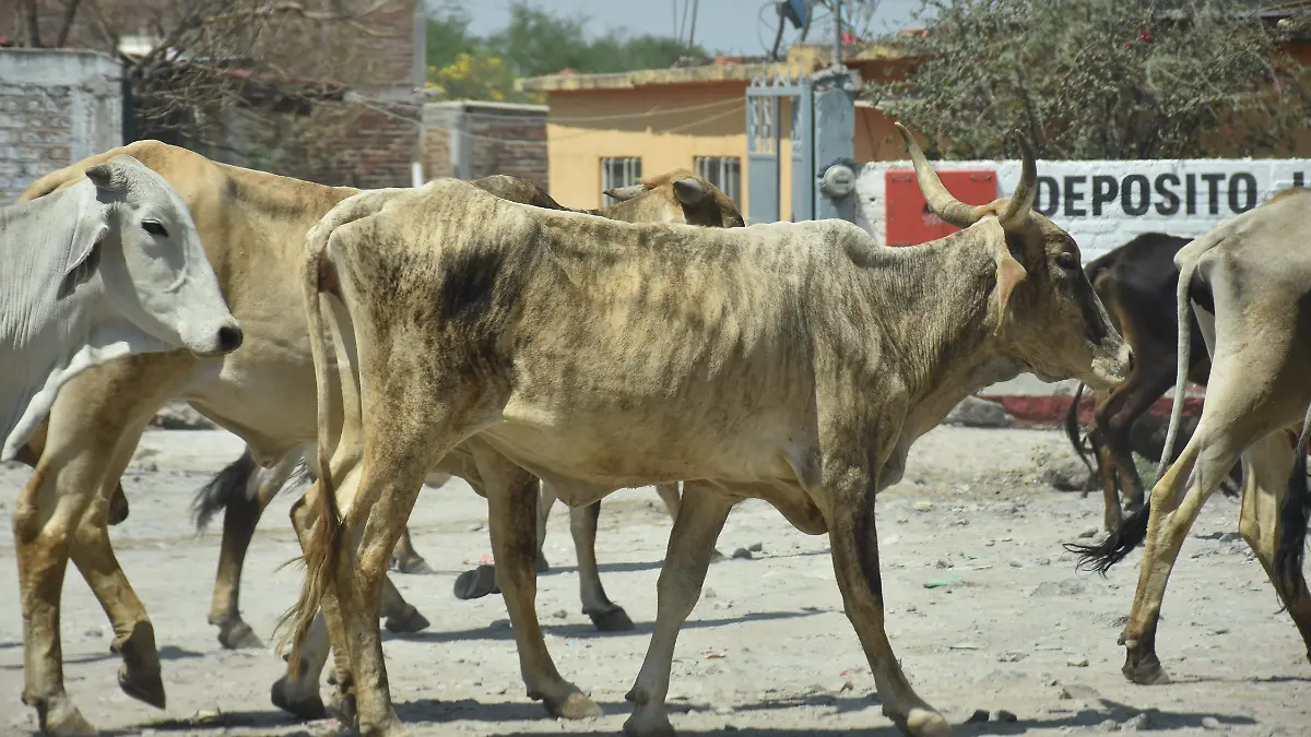 Ganado sin agua