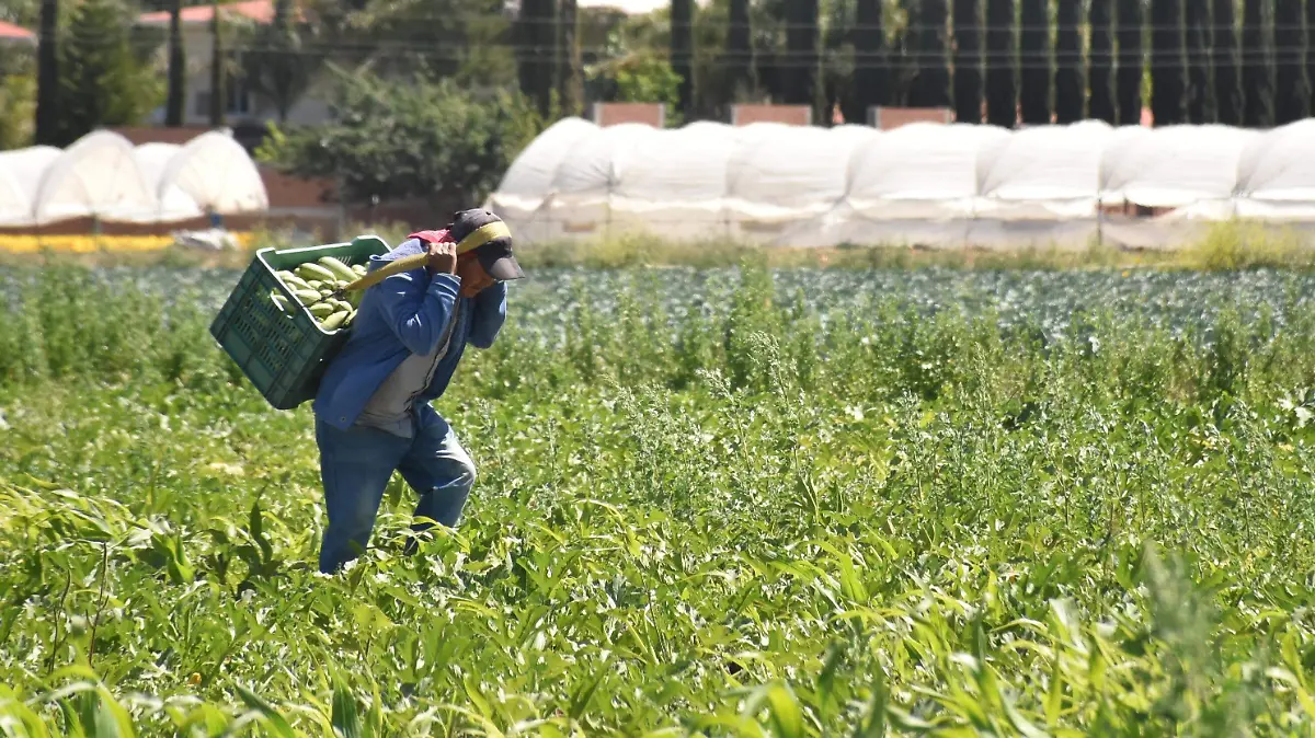 APOYO AL CAMPO (2)