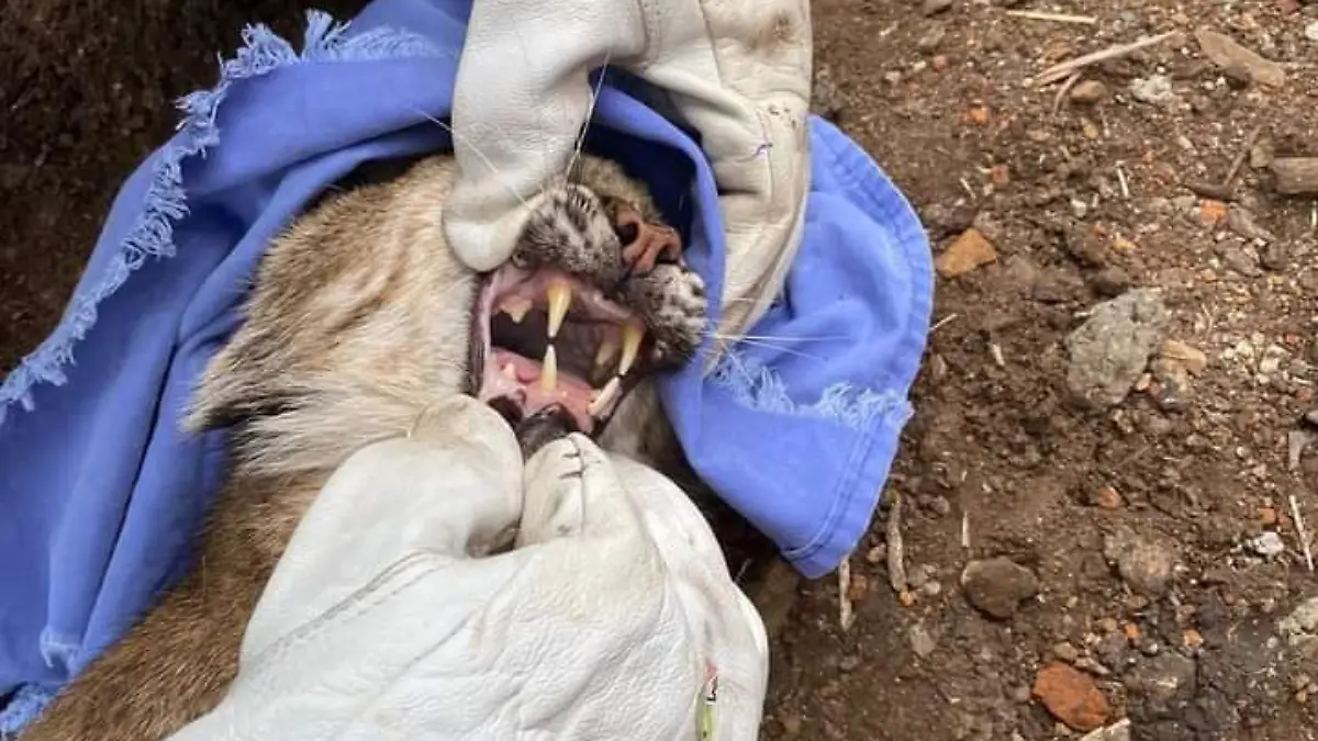 Con-apoyo-de-la-PROFEPA