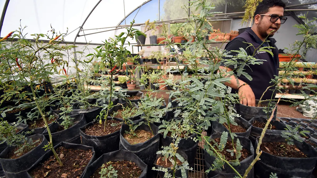 mezquites y guajes en Irapuato (3)