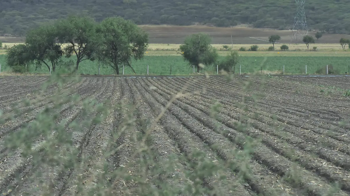 CAMPO - RICARDO SANCHEZ- EL SOL DE IRAPUATO (1)