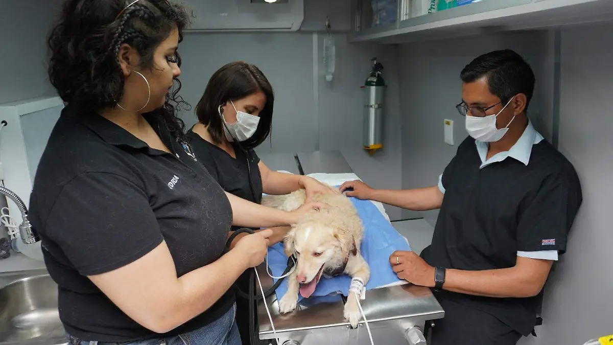Conciencia en Cuidado de Mascotas 2