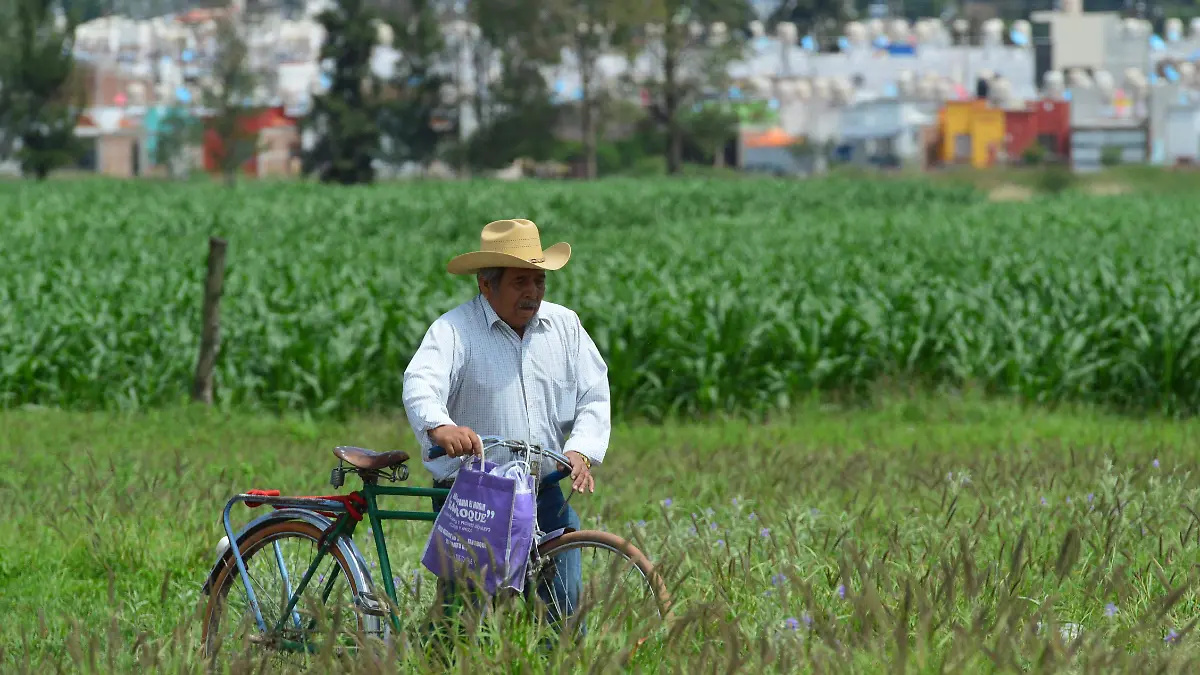 CULTIVOS -JESUS GTZ EL SOL DE IRAPUATO (4)