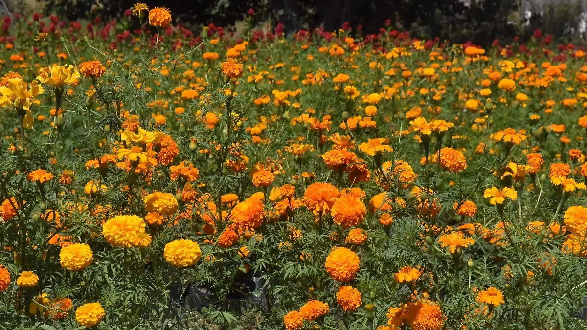 Para-Salvador-okokok