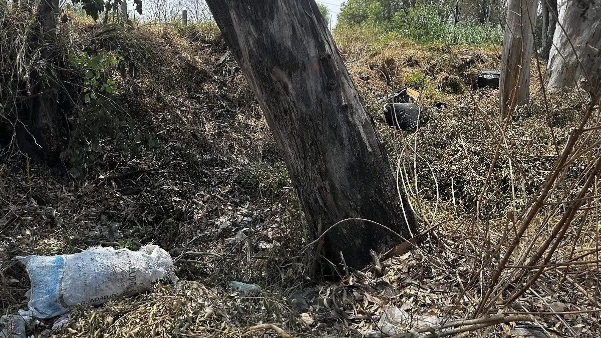 Arboles-colapsan-en-Irapuato (3)