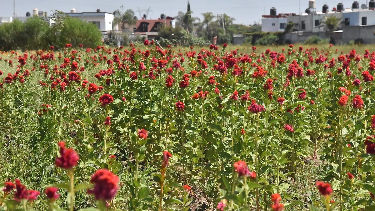 Las-ventas-han-comenzado