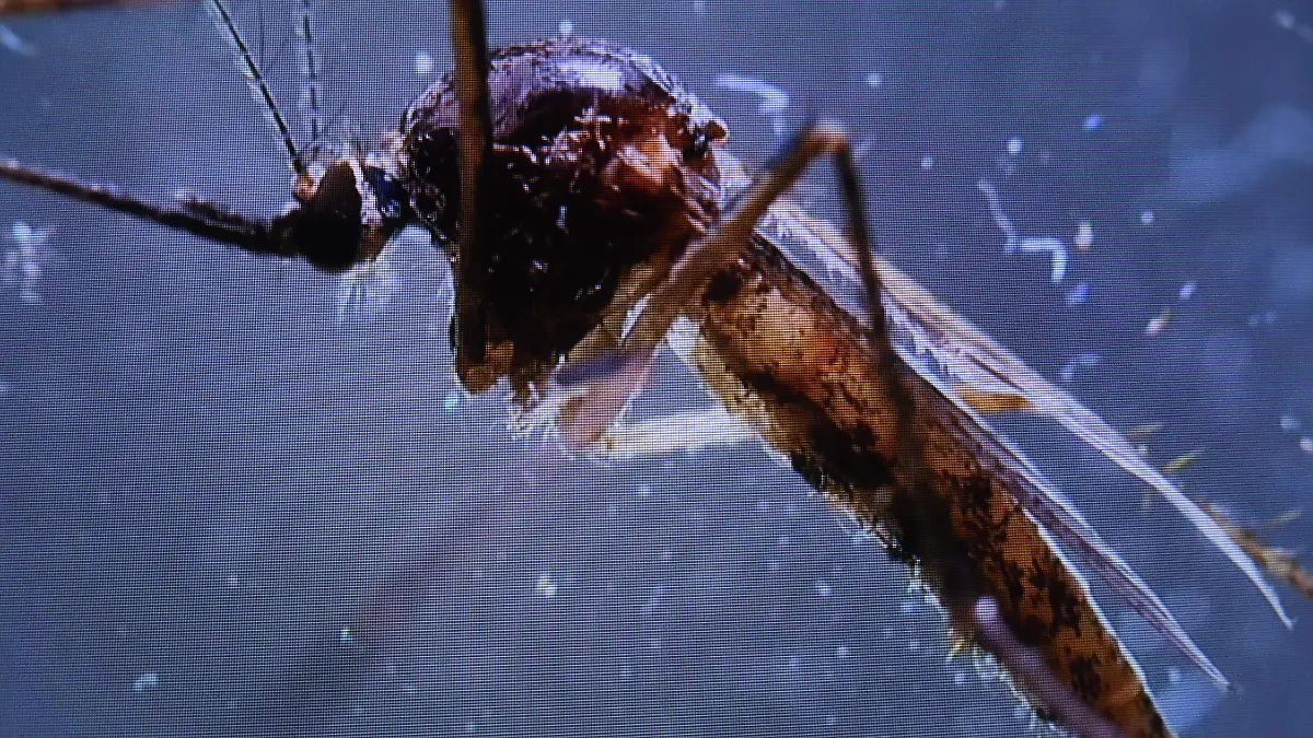 DENGUE-JESUS GTZ-EL SOL DE IRAPUATO (3)