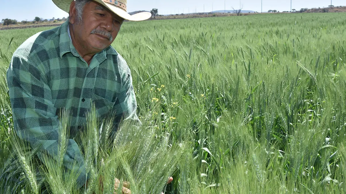 CULTIVOS- RICARDO SANCHEZ- EL SOL DE IRAPUATO (4)