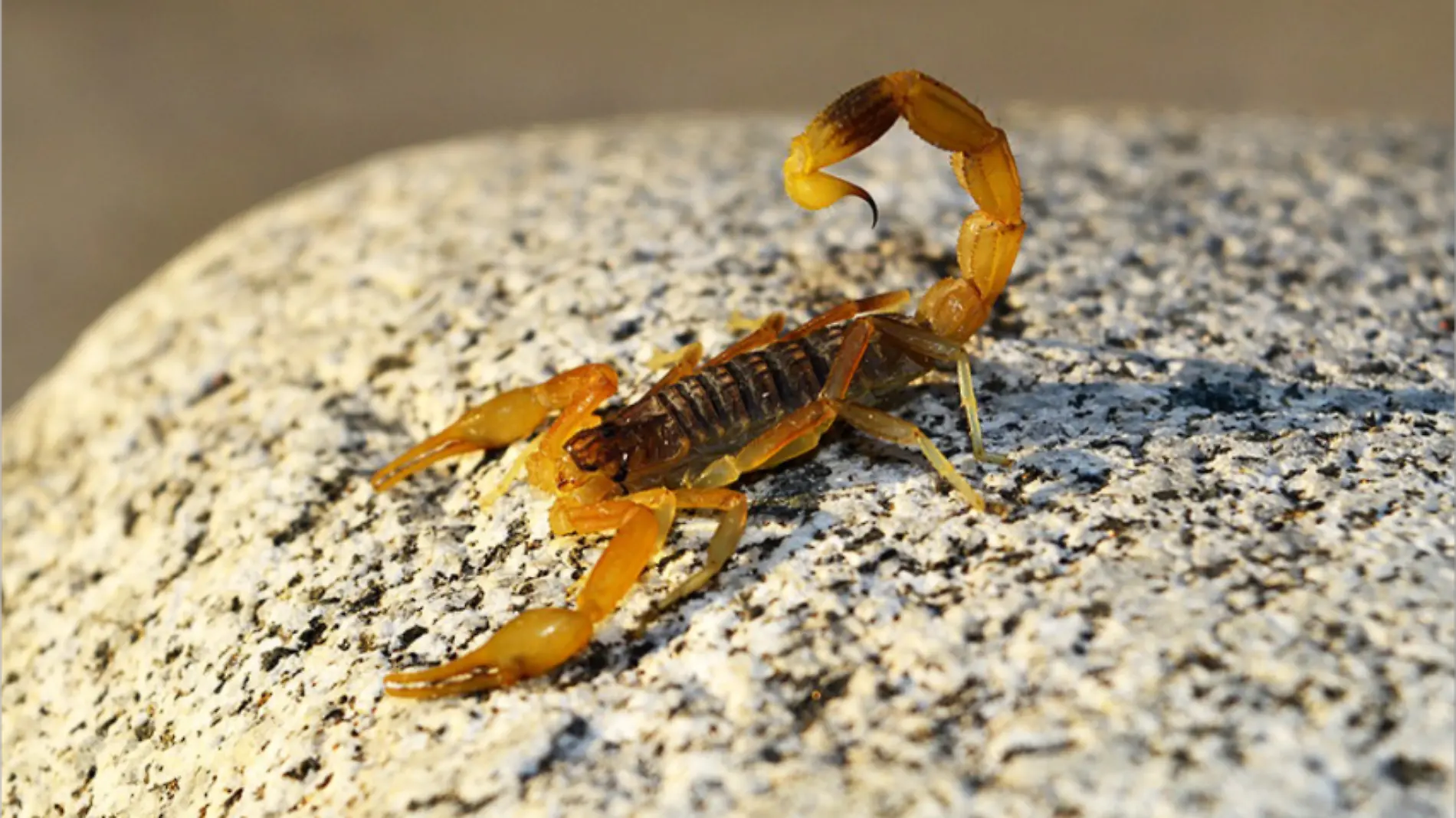 temporada-de-calor-alacranes