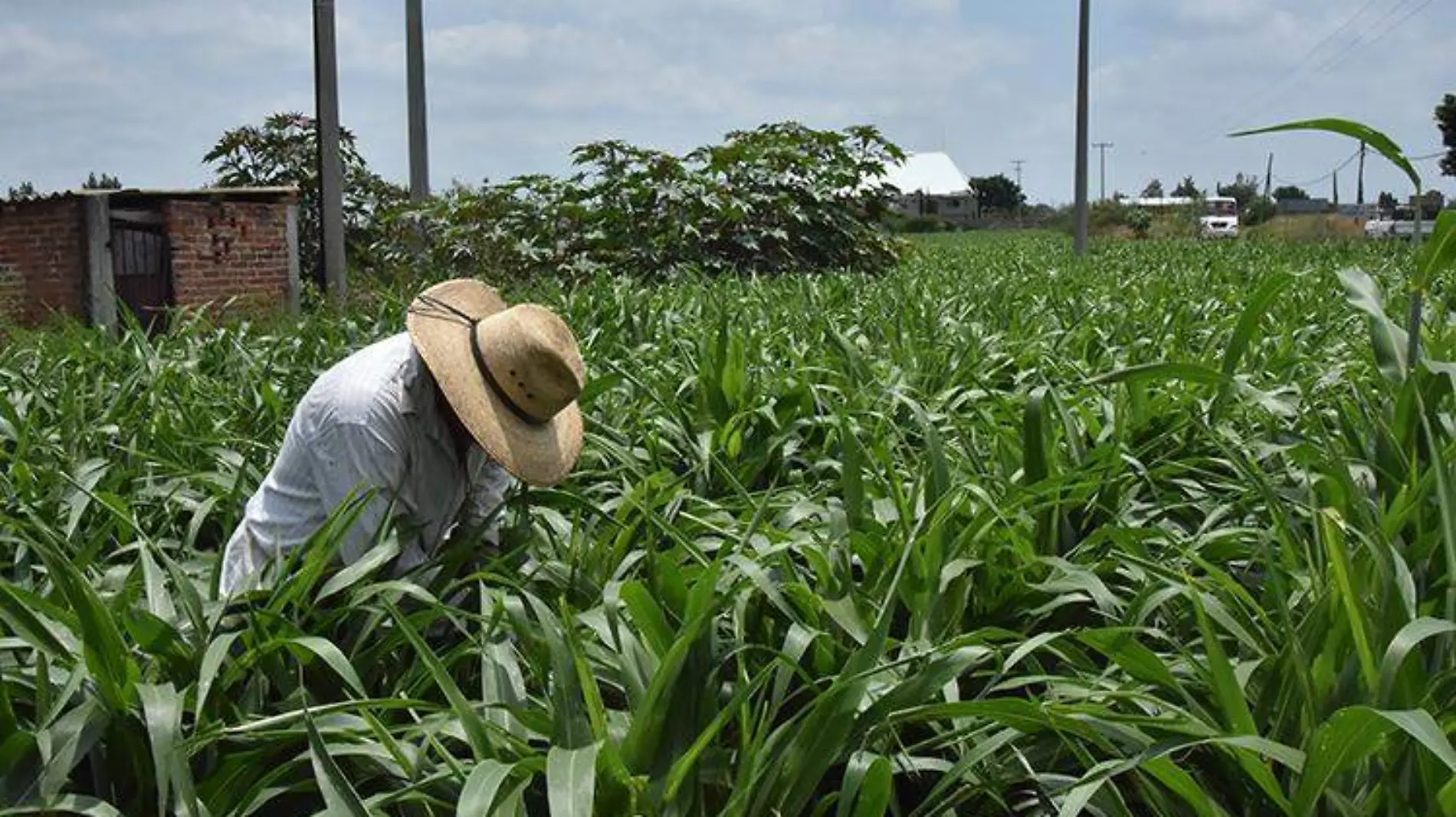 irapuato-sorgo