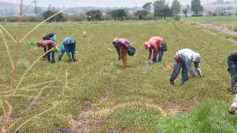 Esperan siembra de 50 mil hectáreas de trigo guanajuatense en 2025 - El Sol  de Irapuato | Noticias Locales, Policiacas, de México, Guanajuato y el Mundo