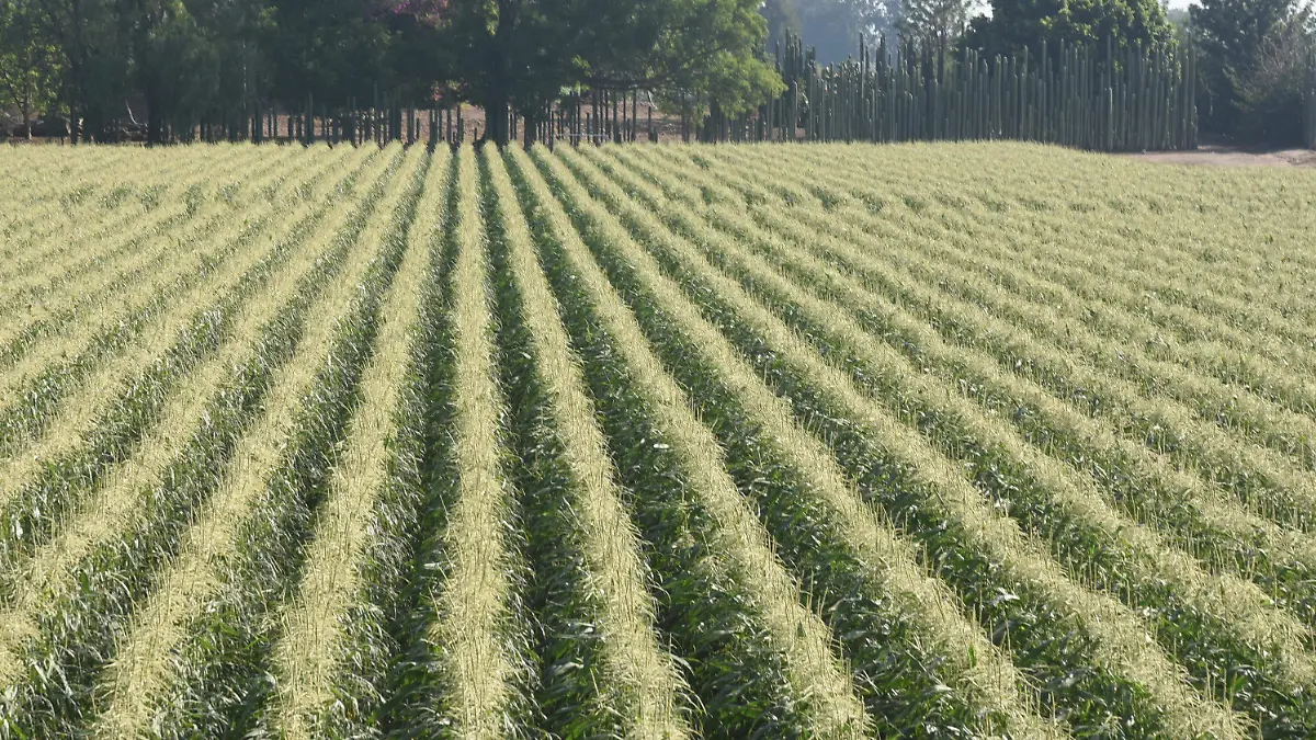 Productores de Estancia del Copal enfrentan crisis por bajos precios del sorgo y maíz blanco