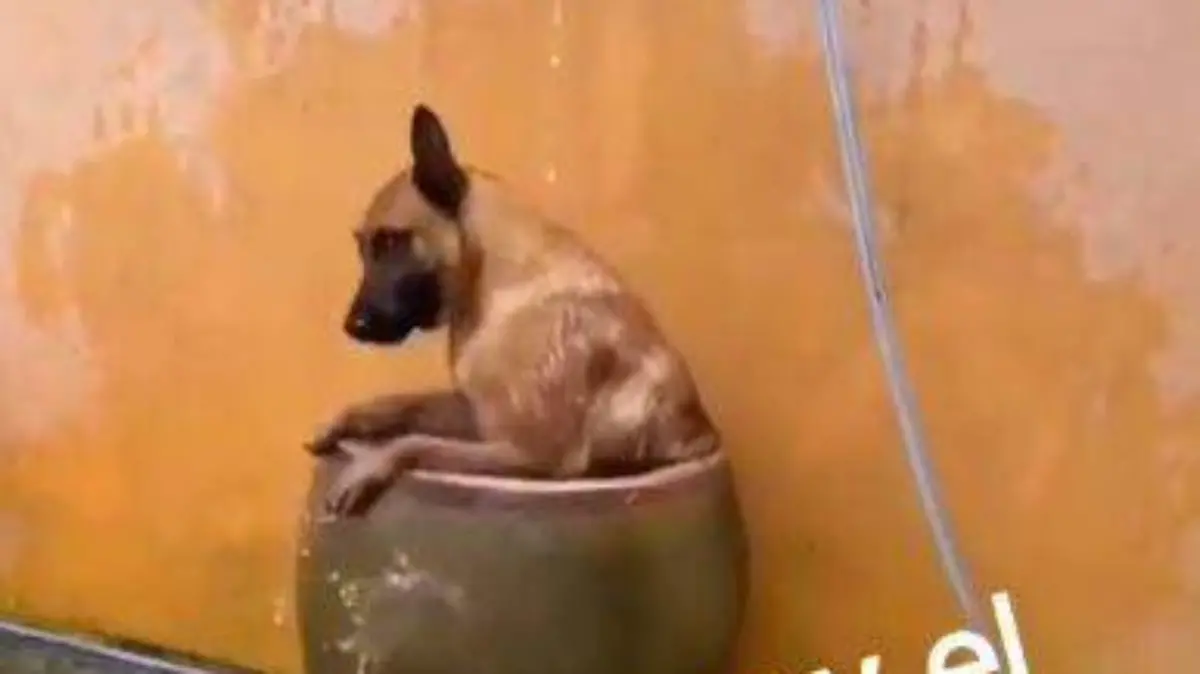 Perro-Balde-4