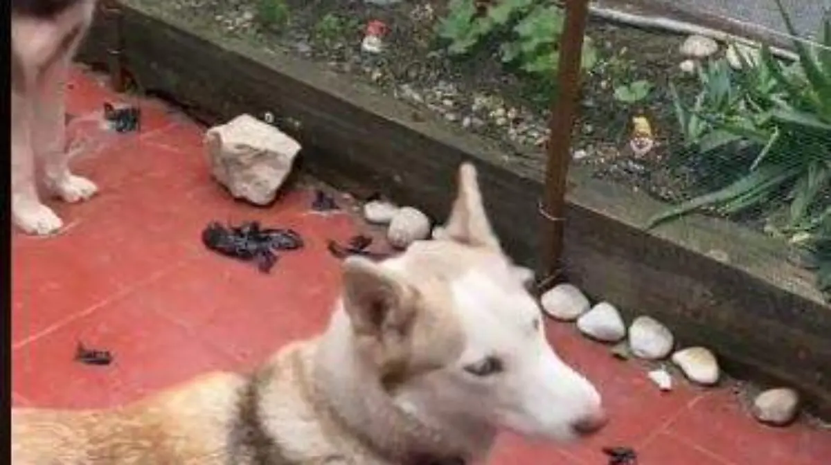 Huskies-4
