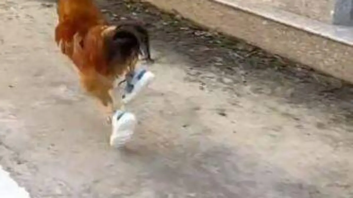 Gallo