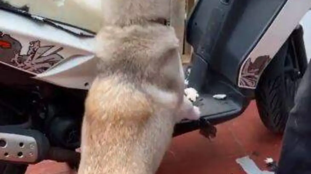 Huskies-1