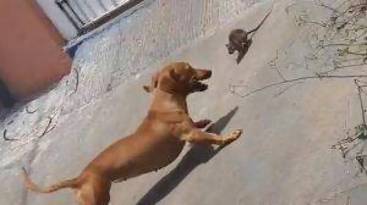 Perro-Vs-Raton